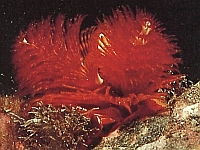 Spirobranchus giganteus