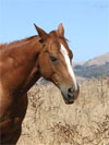 Red Pony Ranch