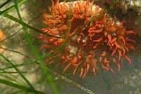 red anenome